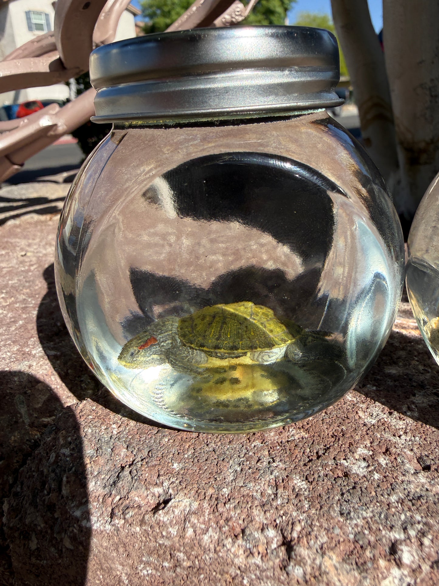 Baby Turtle Wet Specimen