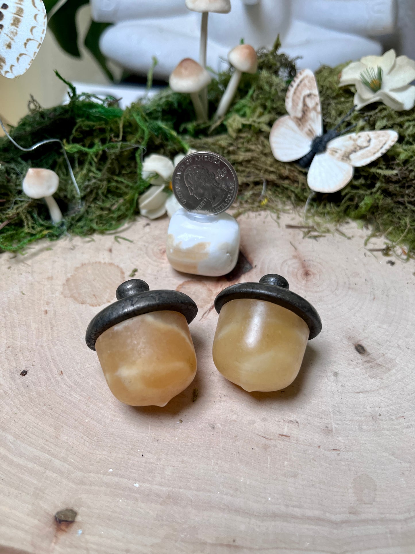 Acorn