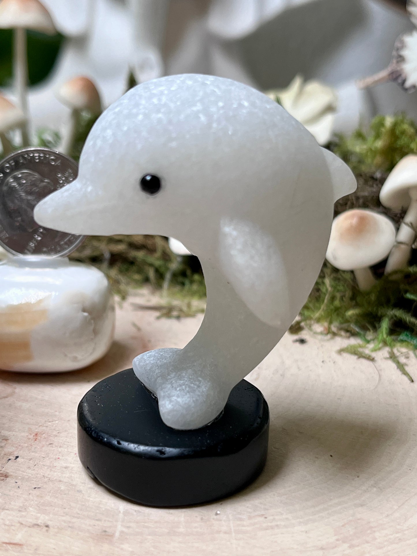 Dolphin