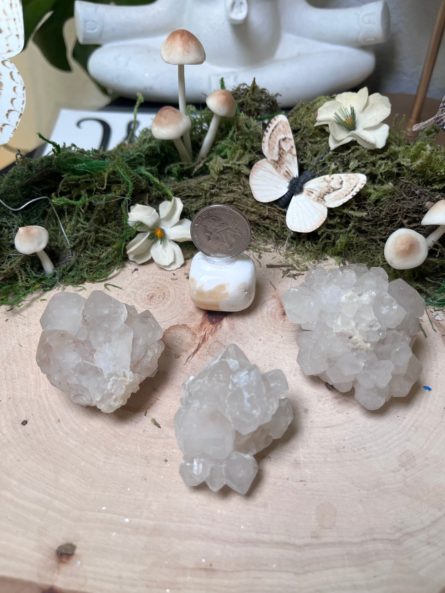 Lotus cluster