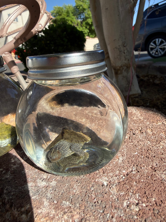 Baby Turtle Wet Specimen