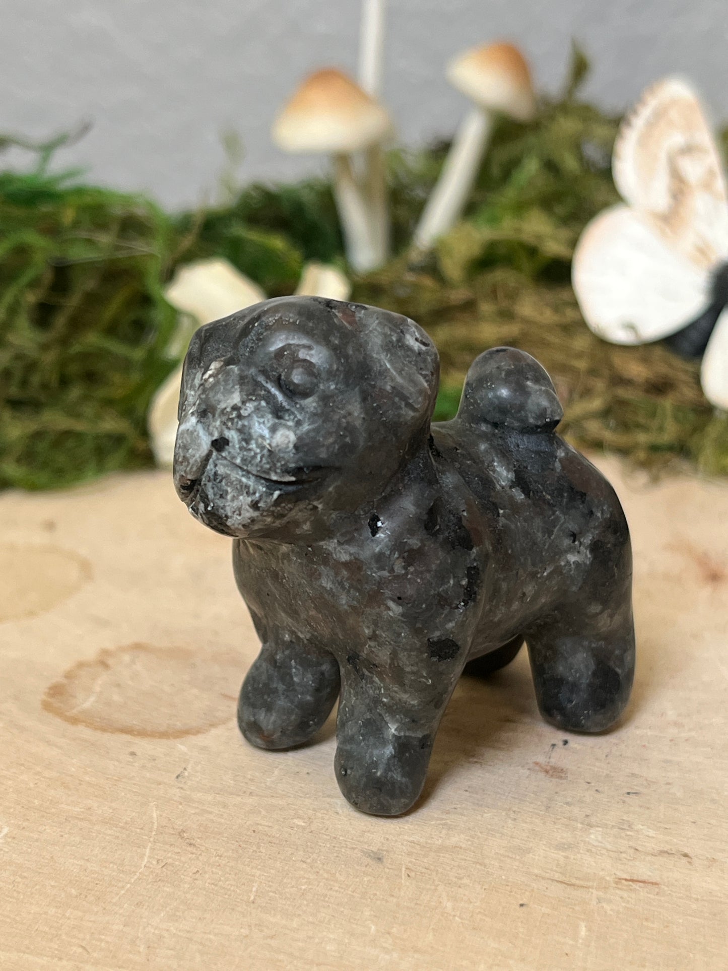 Pug