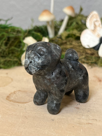 Pug