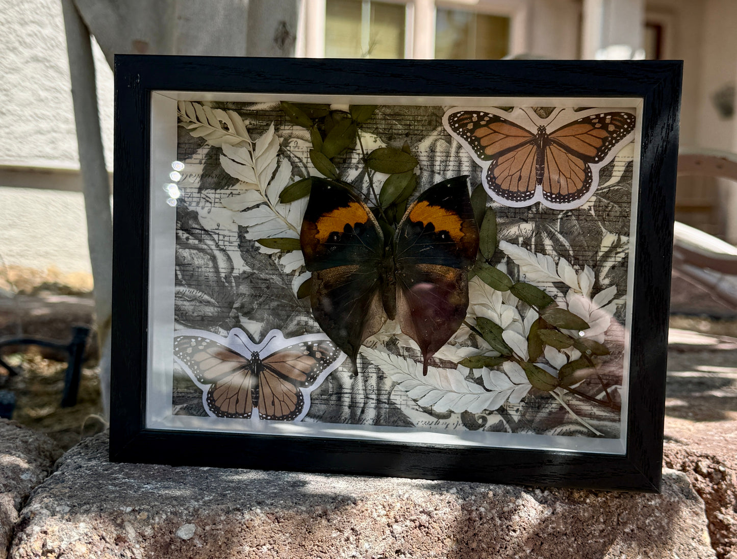 Butterfly Shadow Box