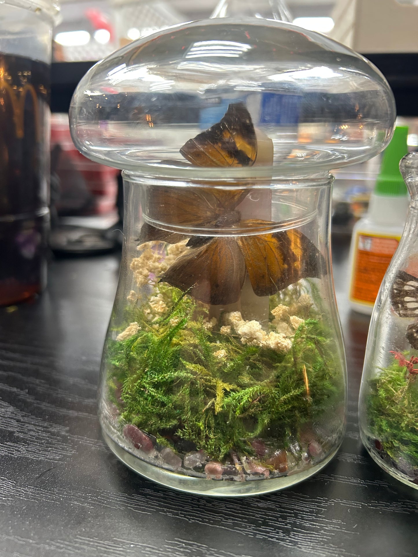 Butterfly Banded Agate Terrarium