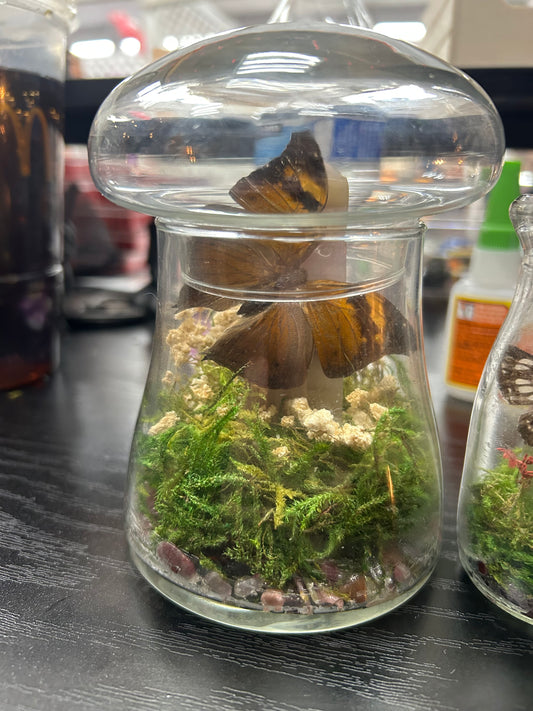 Butterfly Banded Agate Terrarium