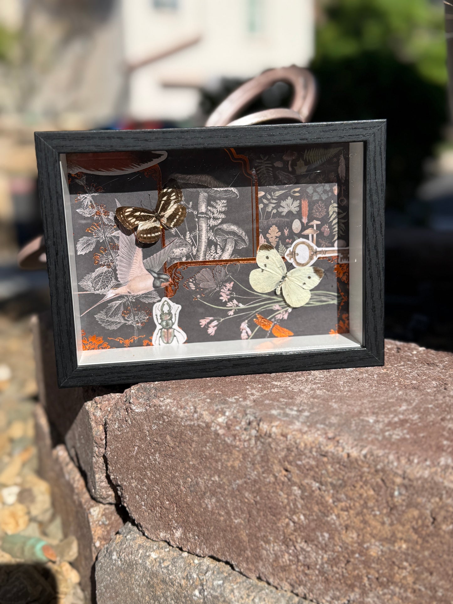Butterfly Shadow Box