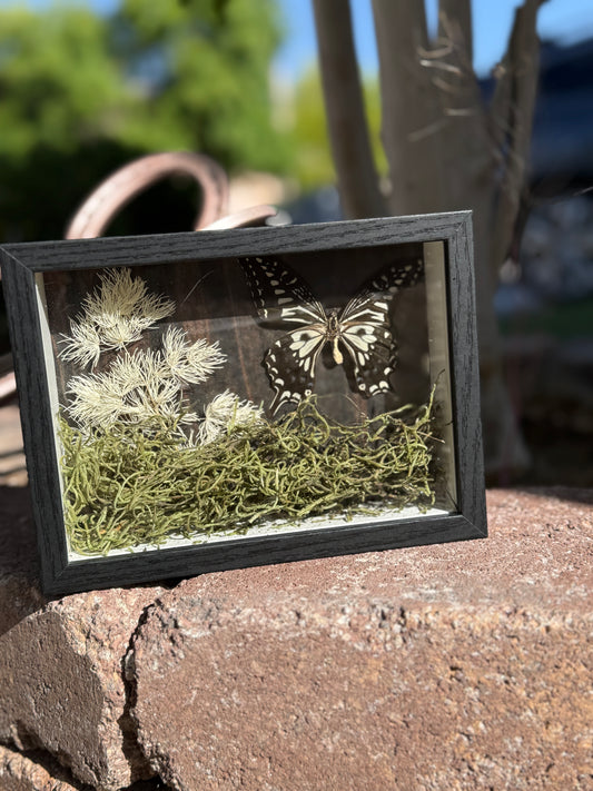 Butterfly Shadow Box